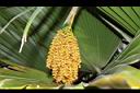 斐濟櫚-花序15.JPG