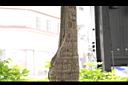 斐濟櫚-莖01.JPG