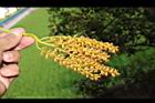 斐濟櫚-花07.JPG