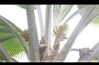 斐濟櫚-花穗06.JPG