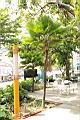 斐濟櫚03.JPG