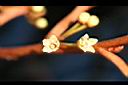 星蘋果-花18.jpg