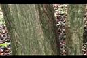 星蘋果-莖03.JPG