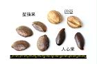 星蘋果-種子04.JPG