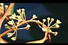 星蘋果-花11.jpg