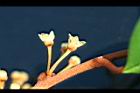 星蘋果-花17.jpg