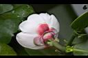 書帶木-花06.jpg