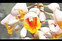 月桃-花43.jpg
