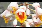 月桃-花45.jpg