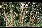 板栗-莖04.jpg