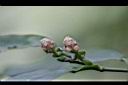 柚葉藤-花14.jpg