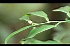 柚葉藤-花03.jpg