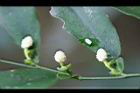 柚葉藤-花09.jpg