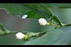 柚葉藤-花12.jpg