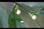 柚葉藤-花13.jpg