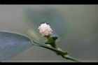 柚葉藤-花15.jpg