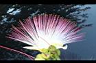 棋盤腳樹-花58.JPG