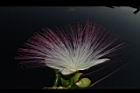 棋盤腳樹-花60.JPG