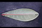棋盤腳樹-葉背03.JPG