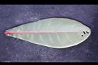 棋盤腳樹-葉背06.JPG