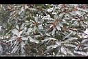 楊梅-雄花序01.JPG