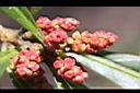 楊梅-雄花序29.JPG