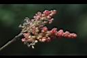 楊梅-雄蕊00.JPG