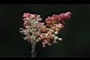 楊梅-雄蕊02.JPG