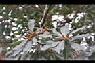 楊梅-雄花序03.JPG