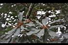 楊梅-雄花序04.JPG