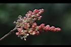 楊梅-雄蕊01.JPG