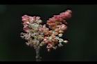 楊梅-雄蕊04.JPG
