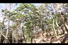 楊梅06.JPG