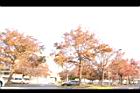 楓香-紅葉056.JPG