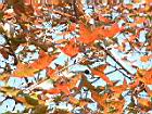 楓香-紅葉127.JPG