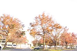 楓香-紅葉053.JPG