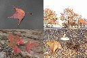 楓香-紅葉1.jpg