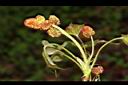 楓香-雄花01.JPG