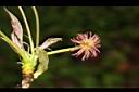 楓香-雌花00.JPG