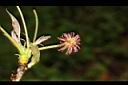 楓香-雌花01.JPG