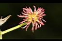 楓香-雌花06.JPG