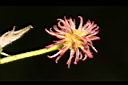 楓香-雌花07.JPG