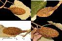 槭葉翅子木-實2.jpg