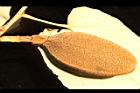 槭葉翅子木-實41.JPG