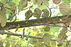 槭葉翅子木-莖.jpg