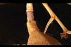 槭葉翅子木-萼02.JPG