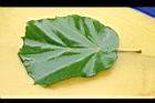 槭葉翅子木-葉正04.JPG