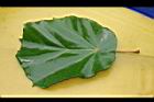槭葉翅子木-葉正05.JPG