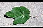 槭葉翅子木-葉正09.jpg
