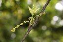 槲櫟-雄花01.JPG